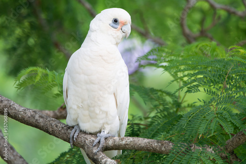 Little Corella