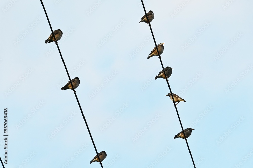 Sitting on the electric wire grey starlings。 Sitting on the electric wire grey starlings。