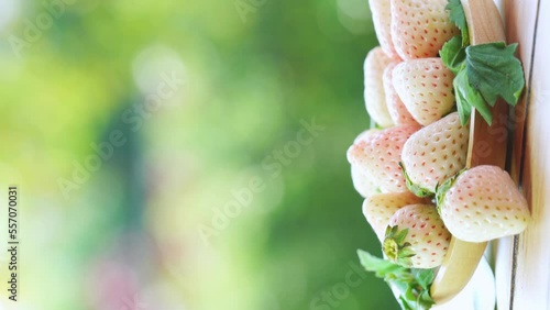 Fresh strawberries in wooden plate on green bokeh background,  White strawberries Pine berry or Hula strawberry on nature background.