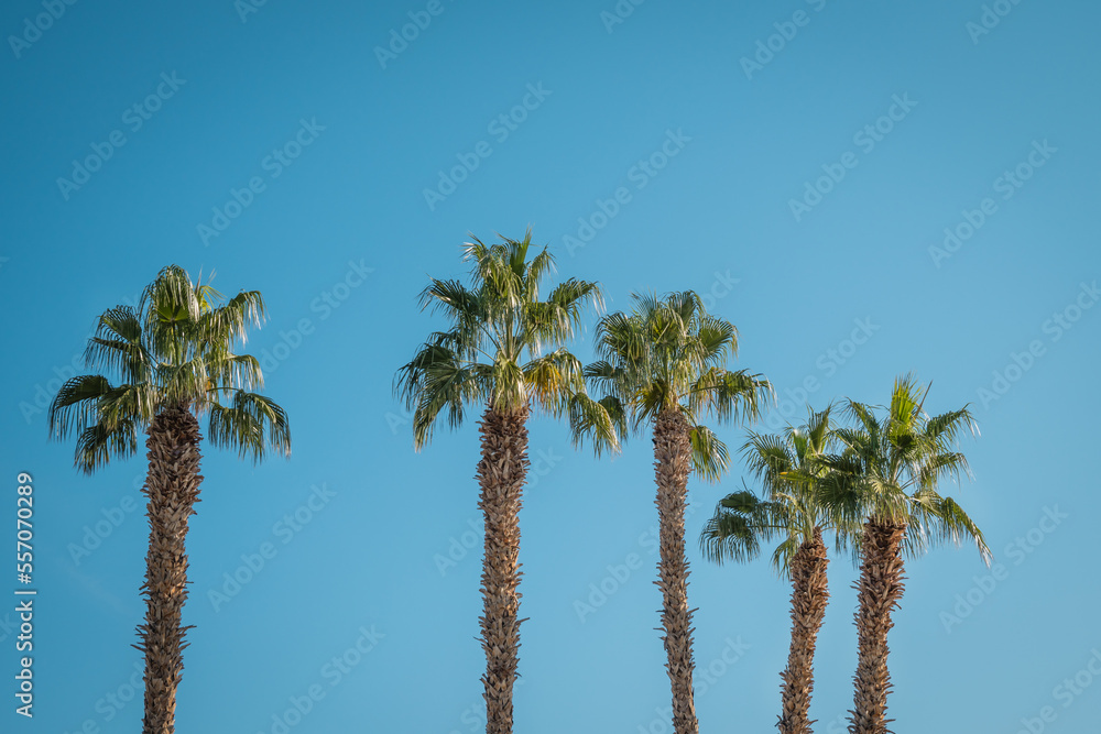 Palm trees against blue sky with copy space