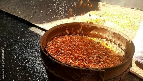 Corn kernels are dried and cleaned manually photo