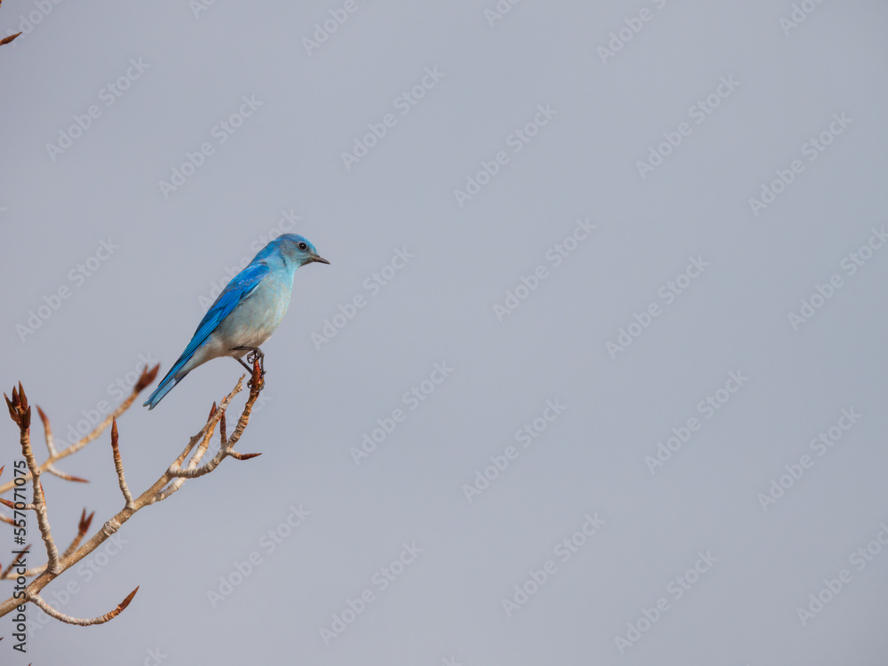 Bluebird on a branch with copy space on the right side