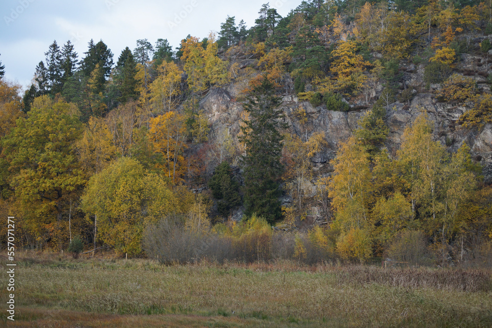 Fototapeta premium autumn in the forest
