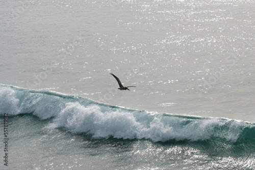 pelican flying over a breaking wave