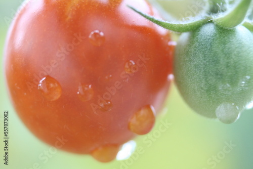 close up a tomato with rain drops on the tomato