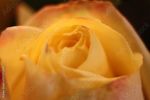 yellow rose close up