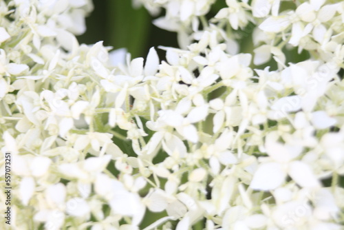 close up of white flowers