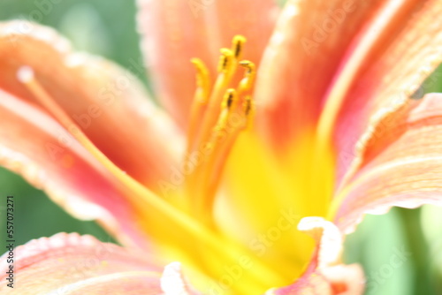 orange lily closeup