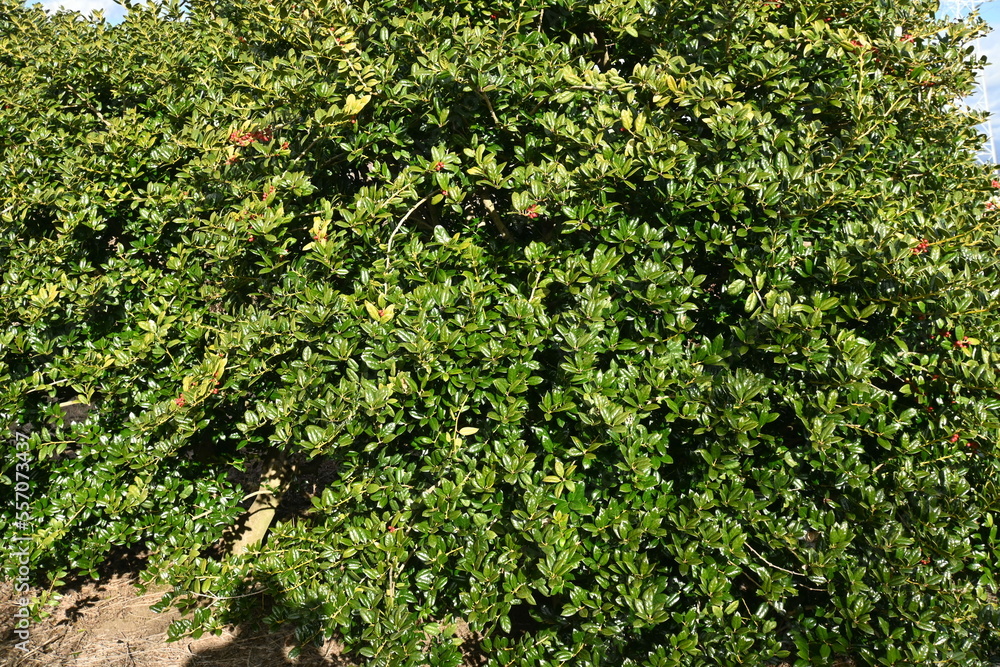 Chinese holly berries. Aquifoliaceae dioecious evergreen tree. Berries ripen red around December.