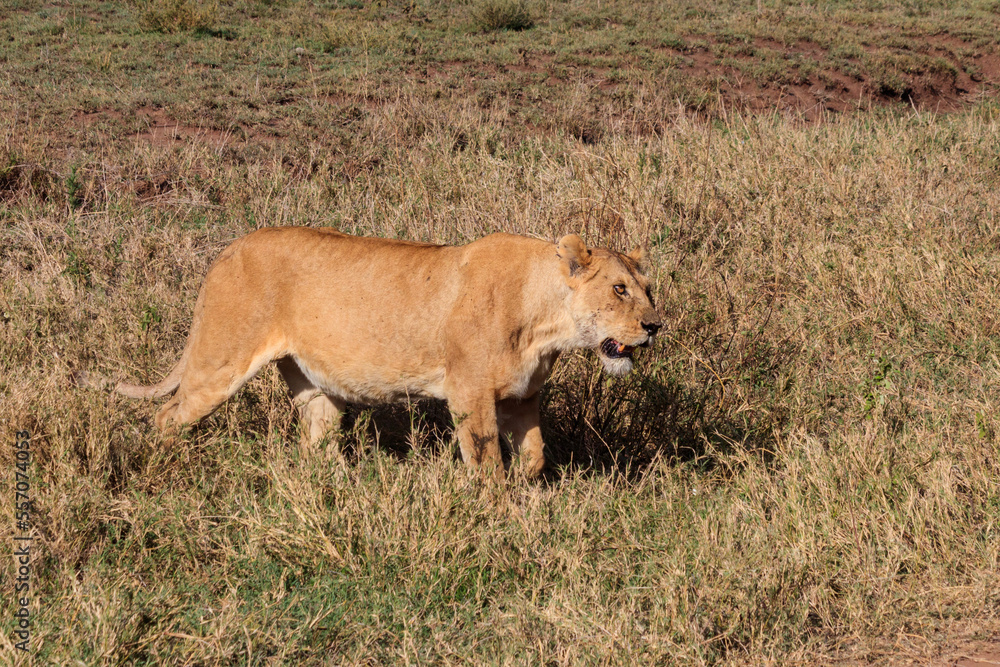 Lioness (Panthera leo) walking in savannah in Serengeti national park, Tanzania Lioness (Panthera leo) walking in savannah in Serengeti national park, Tanzania