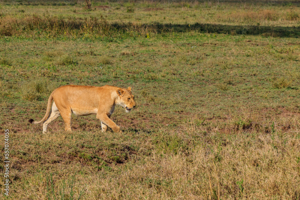 Lioness (Panthera leo) walking in savannah in Serengeti national park, Tanzania Lioness (Panthera leo) walking in savannah in Serengeti national park, Tanzania