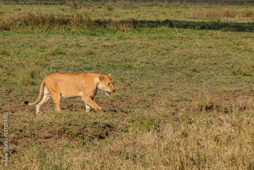 Lioness  Panthera leo  walking in savannah in Serengeti national park  Tanzania