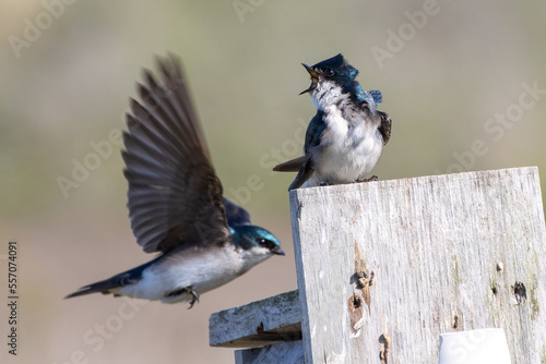 Two Tree Swallows Interacting Near Nest Box
