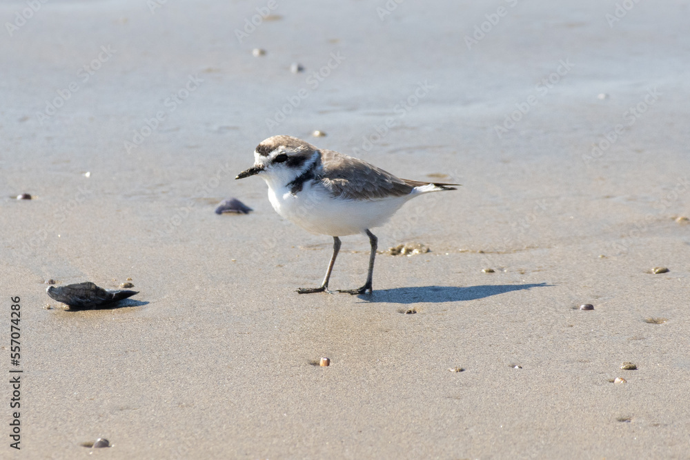 Western Snowy Plover Standing on Beach Western Snowy Plover Standing on Beach