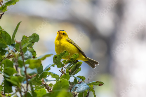 Wilson's Warbler Perched in Tree photo