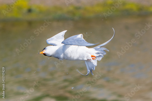 Forster's Tern Shaking Off Water Mid-Flight photo