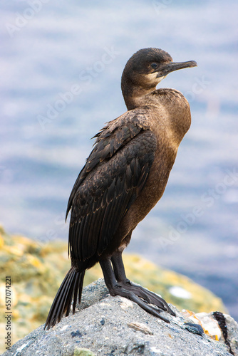 Brandt's Cormorant Standing on Rock by Ocean