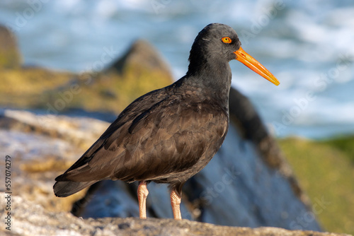 Black Oystercatcher Standing on Rocks by Ocean