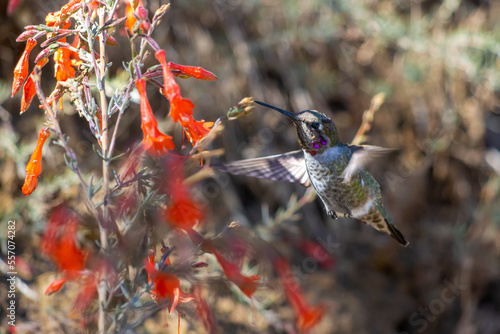 Anna's Hummingbird Feeding on Red Flowers