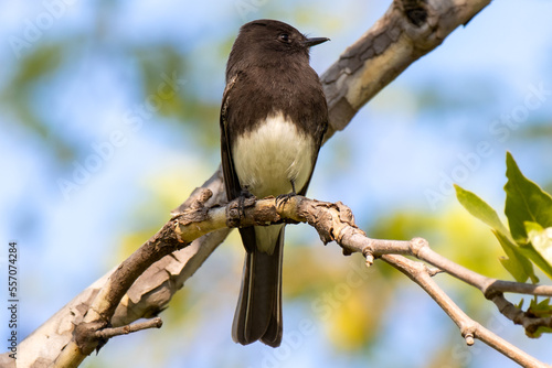 Black Phoebe Perched in Tree