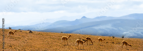 Vicuñas salvajes en el Parque Nacional del Chimborazo, provincia de Chimborazo, Ecuador