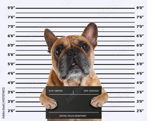 Arrested French bulldog with mugshot board against height chart. Fun photo of criminal © New Africa