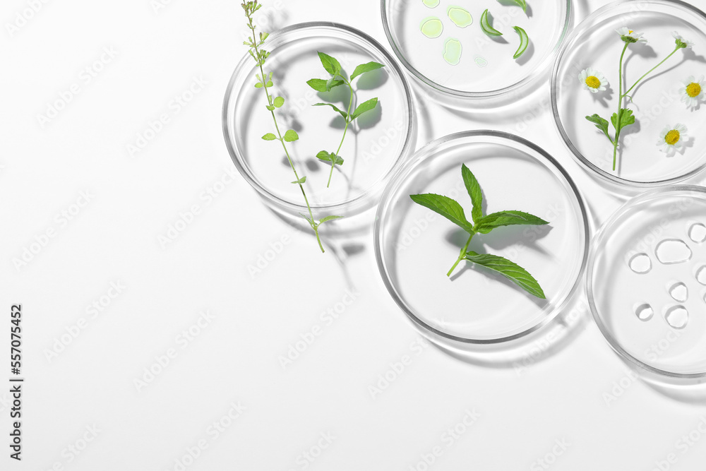 Petri dishes with different plants and cosmetic product on white background, top view. Space for text