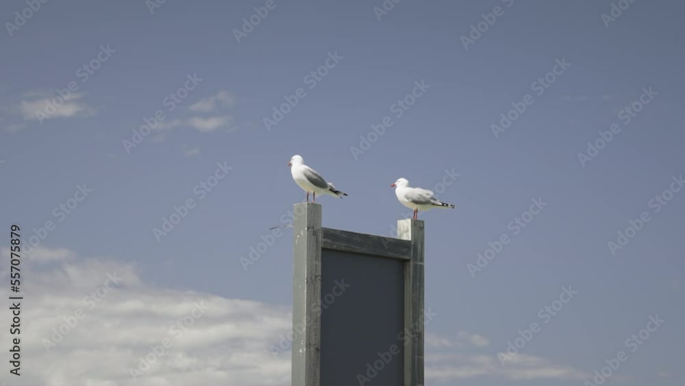 Two Seagulls perched on wooden sign post on sunny day, Red-billed gull Two Seagulls perched on wooden sign post on sunny day, Red-billed gull