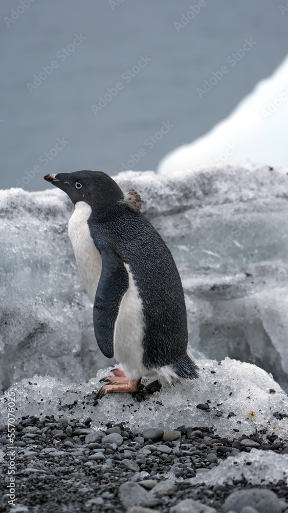 Obraz premium Adelie penguin (Pygoscelis adeliae) in front of a block of ice on the beach at Brown Bluff, Antarctica