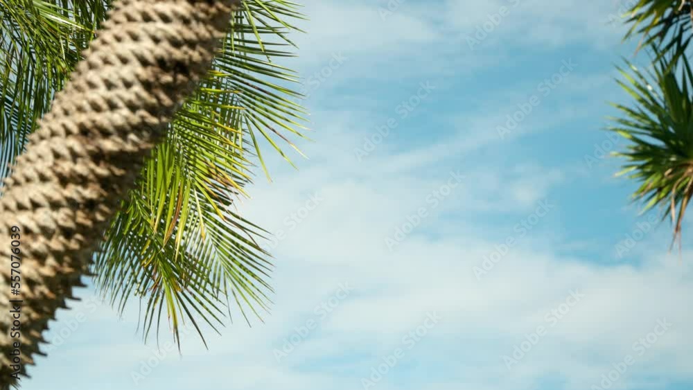 Palm Tree Trunk Against Clear Sky In Tropical Resort Destination. Selective Focus Shot Palm Tree Trunk Against Clear Sky In Tropical Resort Destination. Selective Focus Shot