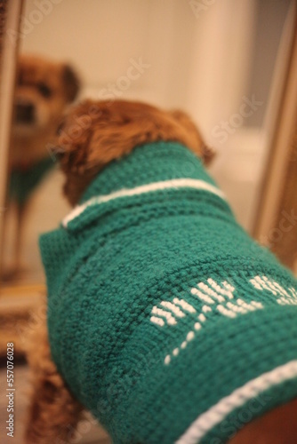 dog sweater with march saint patrick day
