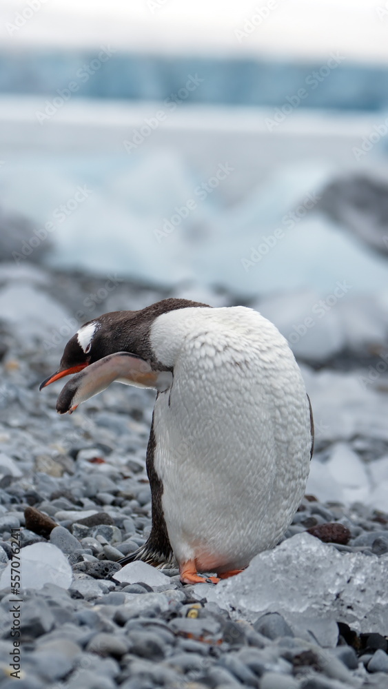 Fototapeta premium Gentoo penguin (Pygoscelis papua) preening on the beach at Brown Bluff, Antarctica