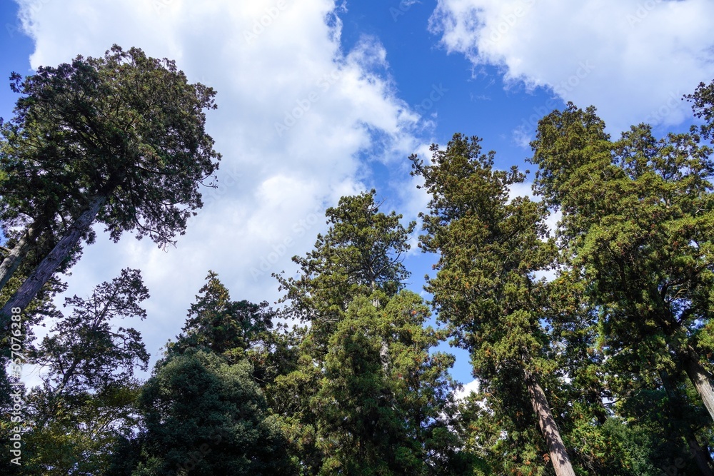 青空バックに見上げる杉の大木の情景＠兵庫