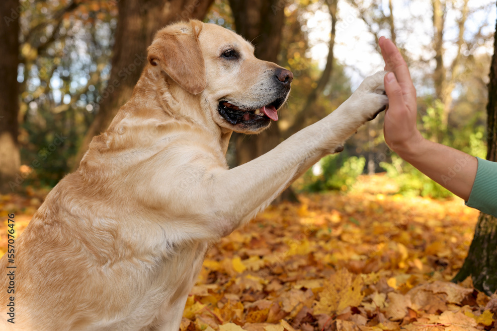 Cute Labrador Retriever dog giving paw to owner in sunny autumn park, closeup