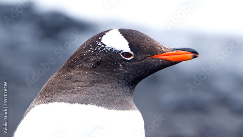 Close up of a gentoo penguin (Pygoscelis papua) on the beach at Brown Bluff, Antarctica © Angela