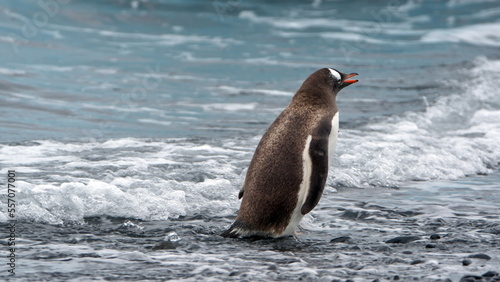 Gentoo penguin (Pygoscelis papua) on the beach at Brown Bluff, Antarctica