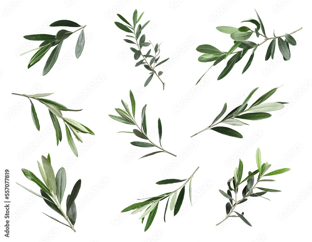 Set of olive twigs with fresh green leaves on white background Set of olive twigs with fresh green leaves on white background