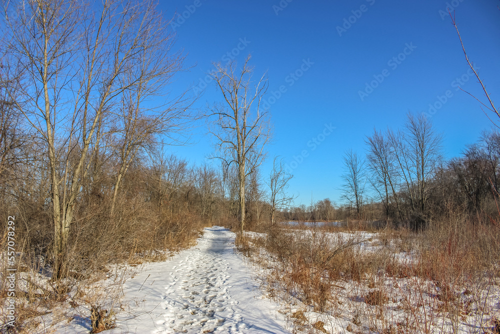 Fototapeta premium Beautiful winter landscape at the ravine Petrie Island, Ottawa river