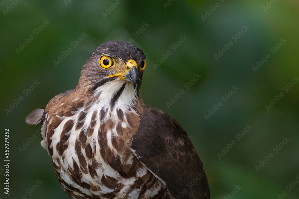 Crested Goshawk Crested Goshawk