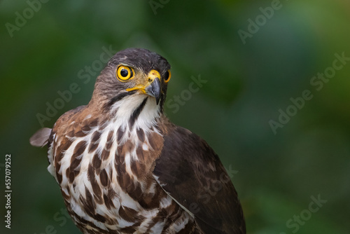 Crested Goshawk