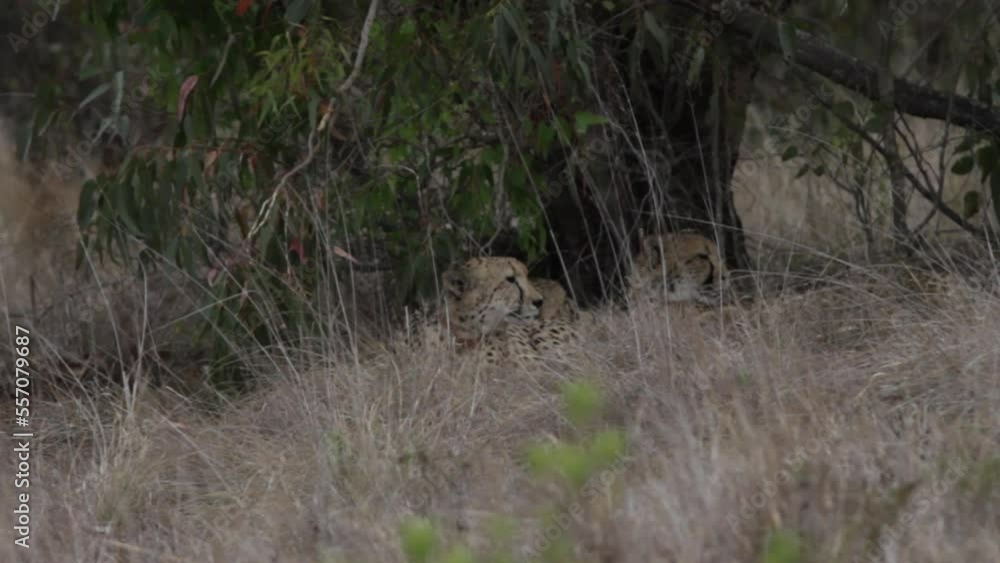 Cheetah (Acinonyx jubatus) laying in savannah grass. Cheetah (Acinonyx jubatus) laying in savannah grass.