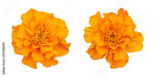 Orange marigold flower isolated on transparent background photo