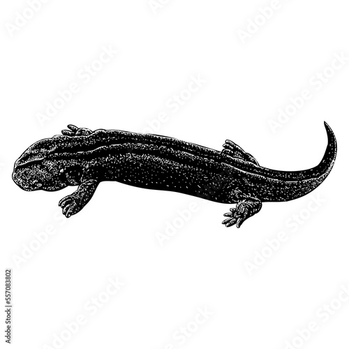 Hellbender hand drawing. Vector illustration isolated on background.