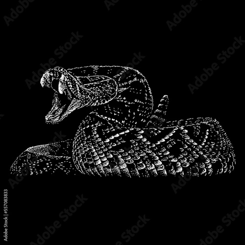 Cascabel hand drawing vector isolated on black background. photo