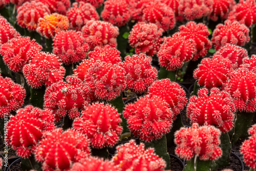 Group of red cactus in farm, Ruby ball cactus, moon cactus, grafted cactus, gymnocalycium Mihanovichii