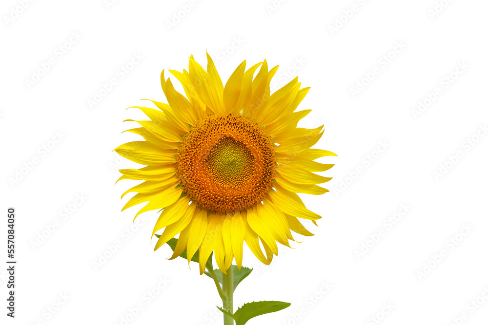 Fototapeta premium Sunflower isolated on transparent background png file 
