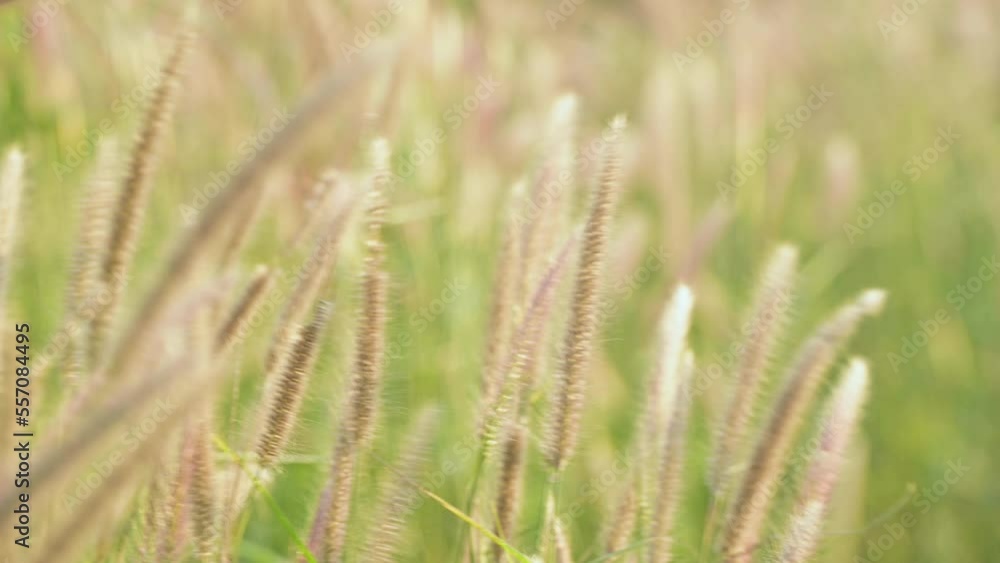 Wild Reeds Grass in meadow Sway From Wind blow. White Grass flowers sway with wind in green field. Meadow Near Pond In Countryside.White reed in green background swaying like wave along wind breeze. Wild Reeds Grass in meadow Sway From Wind blow. White Grass flowers sway with wind in green field. Meadow Near Pond In Countryside.White reed in green background swaying like wave along wind breeze.