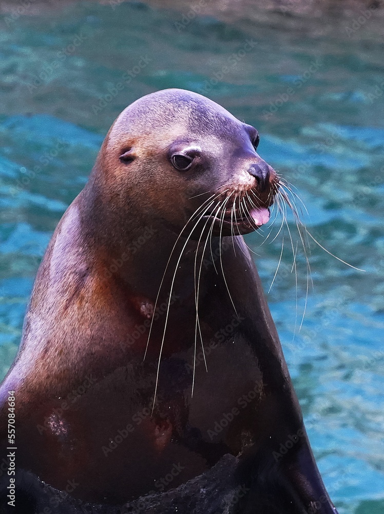 Naklejka premium 人気のトドショー