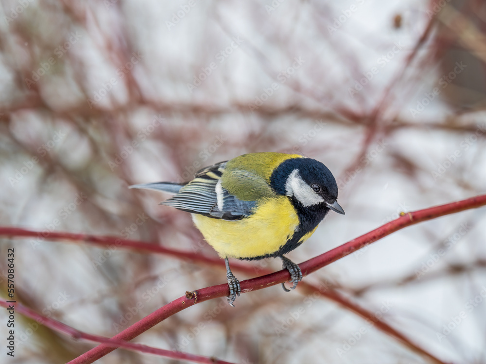 Cute bird Great tit, songbird sitting on a branch without leaves in the autumn or winter. Cute bird Great tit, songbird sitting on a branch without leaves in the autumn or winter.