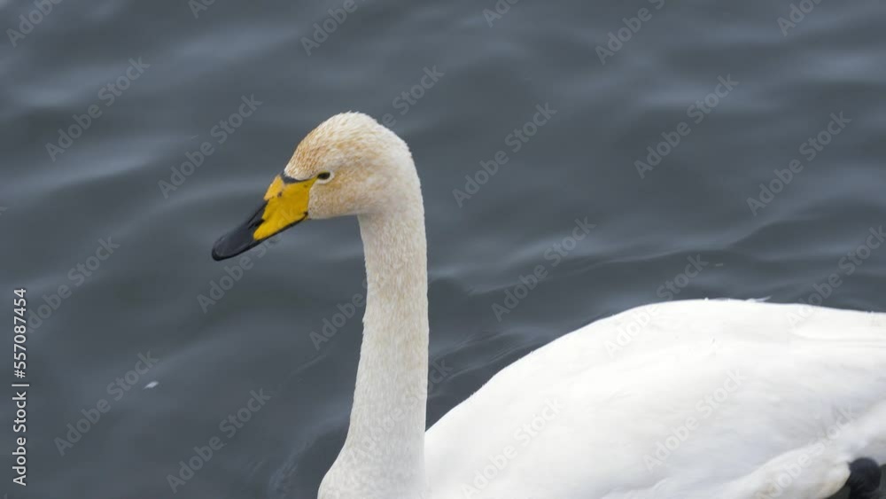 Wild whooper swans on the lake. Wild whooper swans feeding on lake in winter. Wild whooper swans on the lake. Wild whooper swans feeding on lake in winter.
